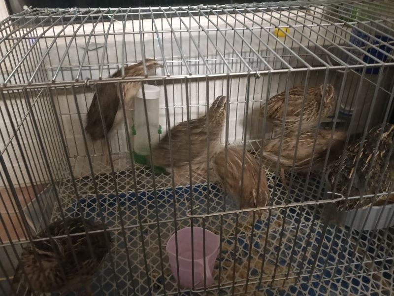 活鹌鹑