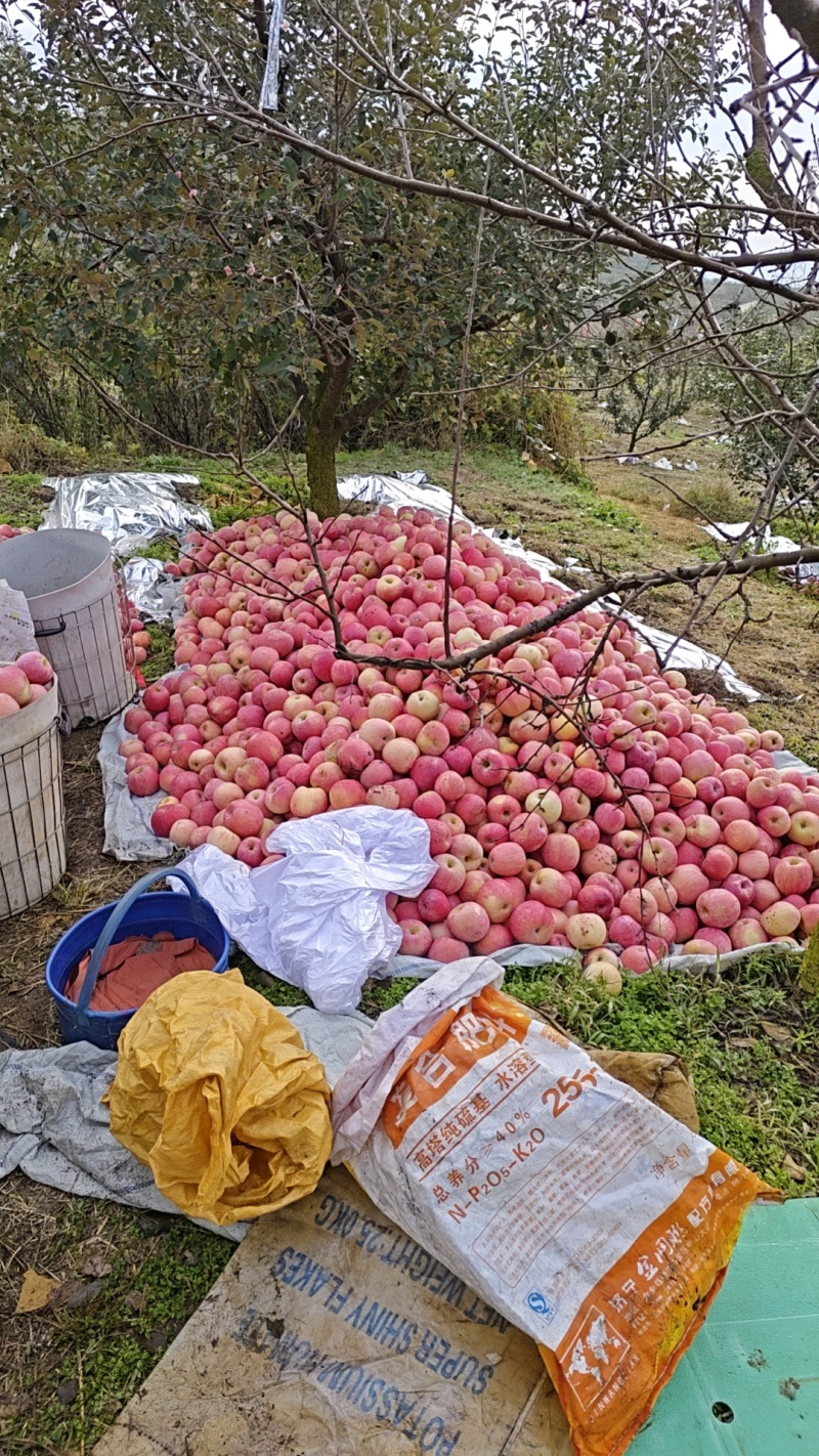 山东烟台栖霞红富士