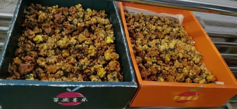 防城金茶花干花