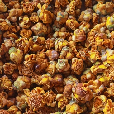 防城金茶花干花