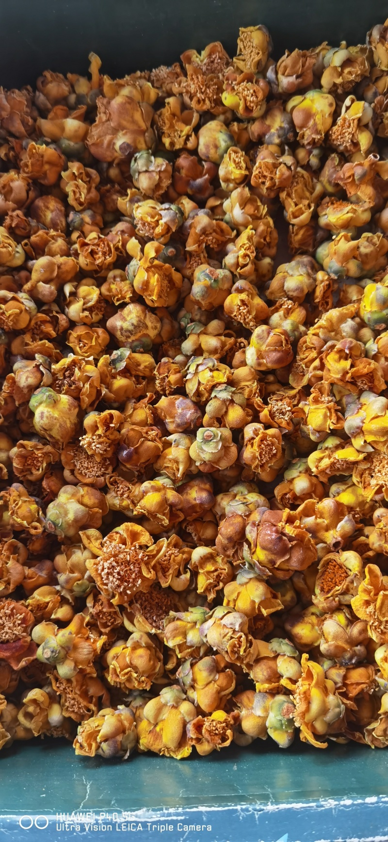 防城金茶花干花