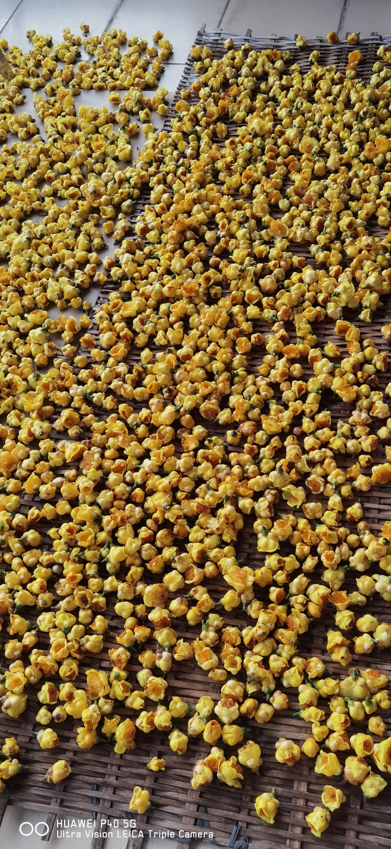 防城金茶花干花