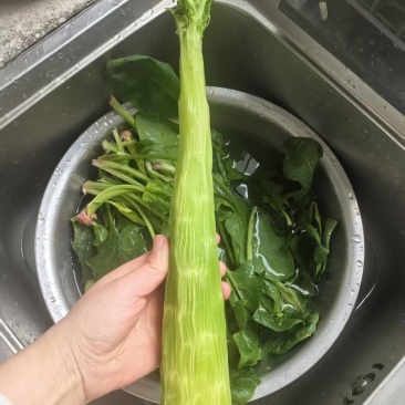 凤台莴笋