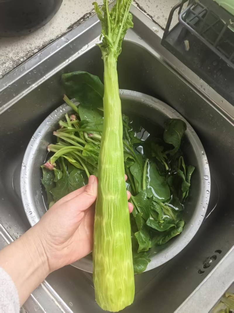 凤台莴笋