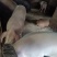 自家养殖土猪—无饲料
