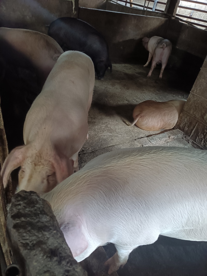 自家养殖土猪—无饲料