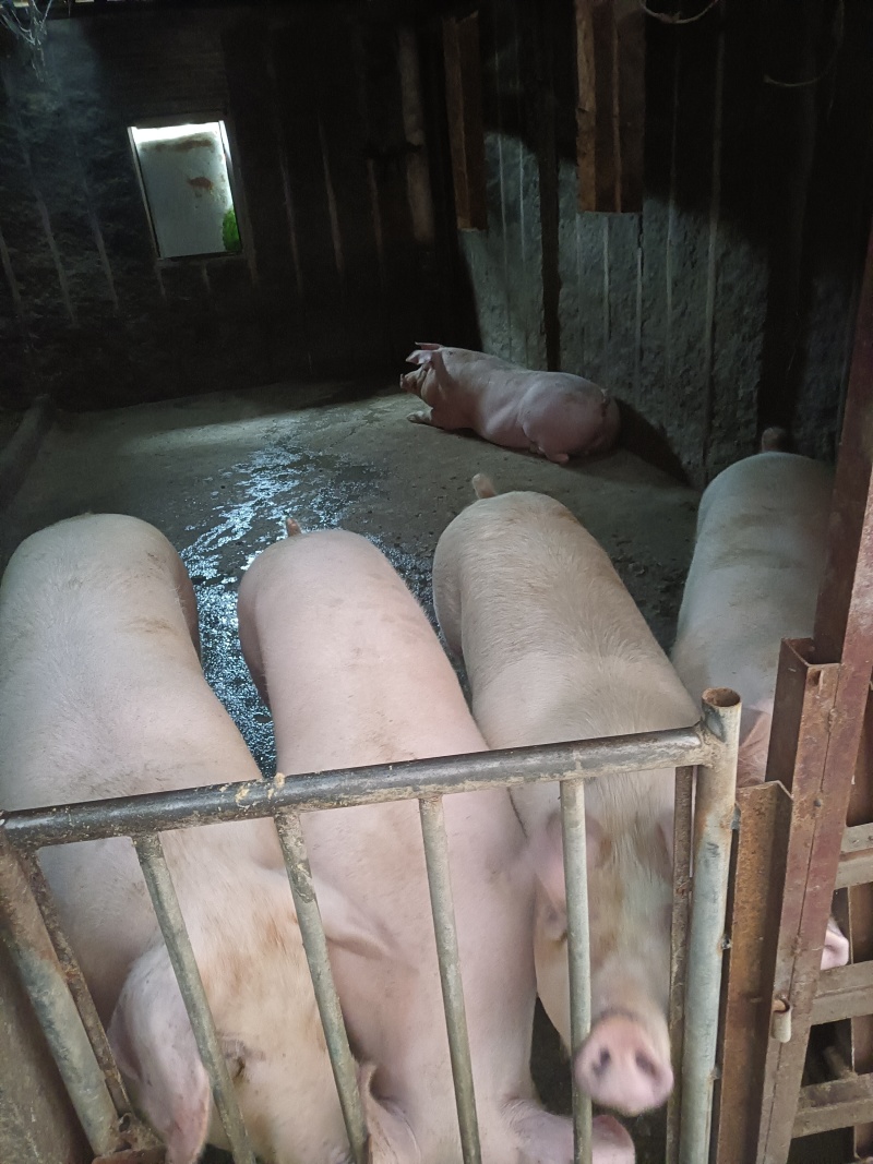 自家养殖土猪—无饲料