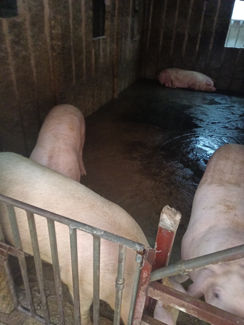 自家养殖土猪—无饲料