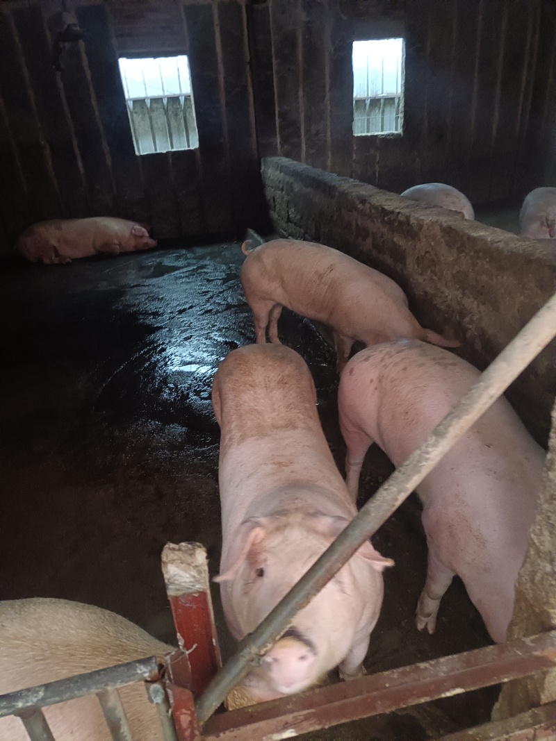 自家养殖土猪—无饲料