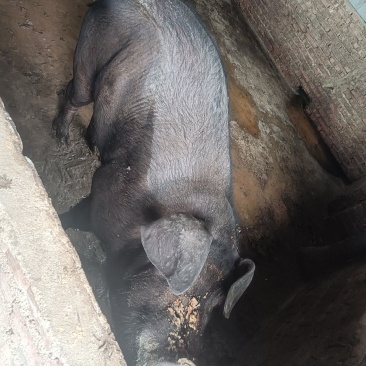 自家养殖土猪—无饲料