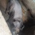 自家养殖土猪—无饲料