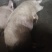 生猪家养四百多斤没喂饲料