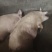生猪家养四百多斤没喂饲料