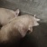 生猪家养四百多斤没喂饲料