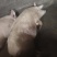 生猪家养四百多斤没喂饲料