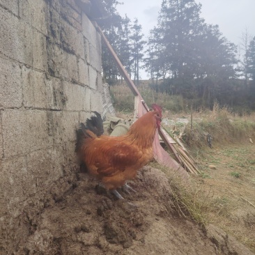 活鸡散养