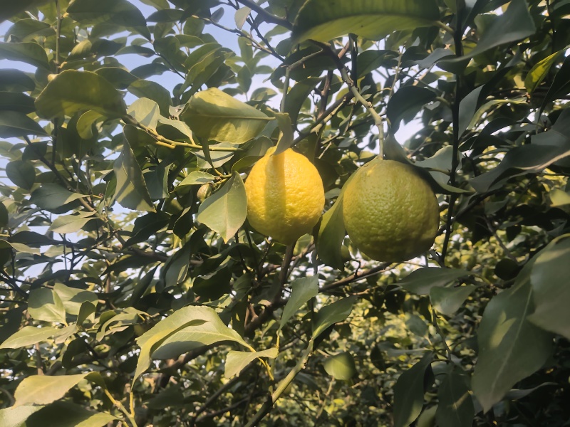 新鲜柠檬现摘现发，皮薄多汁、酸度纯正。泡水、调味、做饮品
