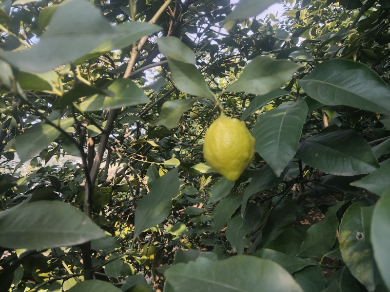 新鲜柠檬现摘现发，皮薄多汁、酸度纯正。泡水、调味、做饮品