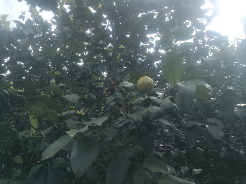 新鲜柠檬现摘现发，皮薄多汁、酸度纯正。泡水、调味、做饮品