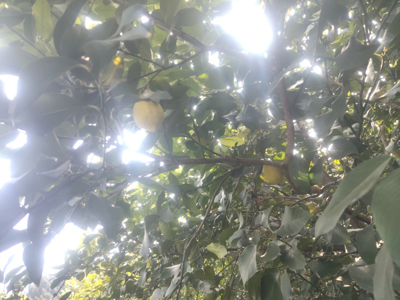 新鲜柠檬现摘现发，皮薄多汁、酸度纯正。泡水、调味、做饮品