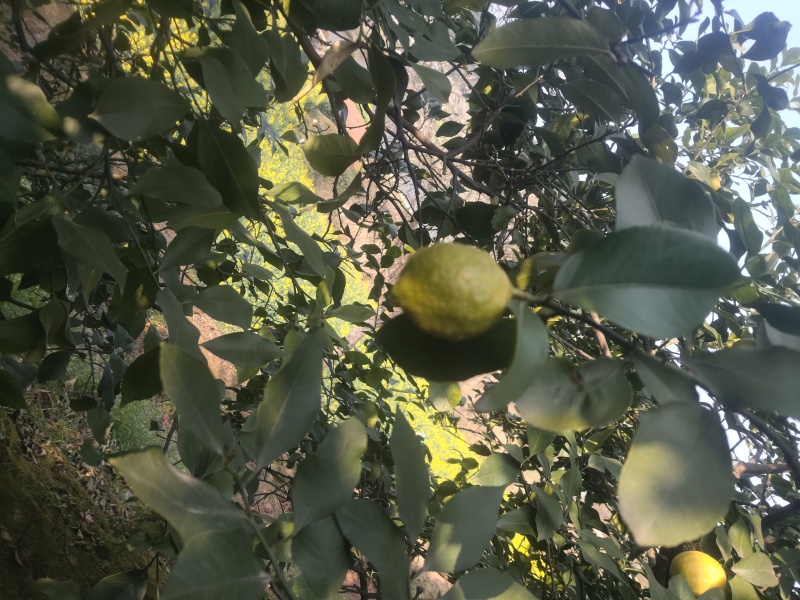 新鲜柠檬现摘现发，皮薄多汁、酸度纯正。泡水、调味、做饮品