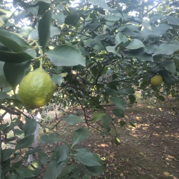 新鲜柠檬现摘现发，皮薄多汁、酸度纯正。泡水、调味、做饮品