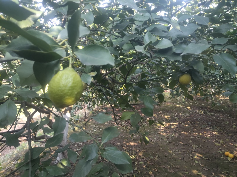 新鲜柠檬现摘现发，皮薄多汁、酸度纯正。泡水、调味、做饮品