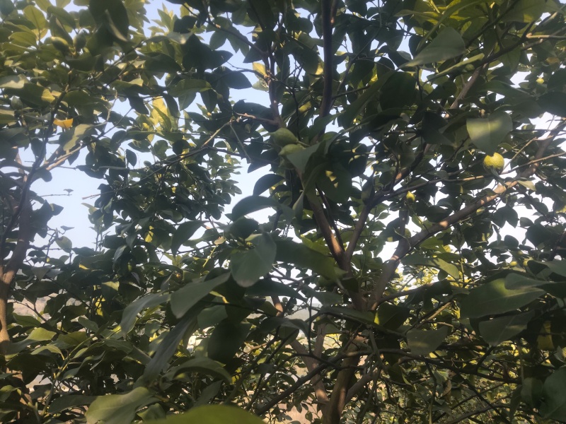 新鲜柠檬现摘现发，皮薄多汁、酸度纯正。泡水、调味、做饮品