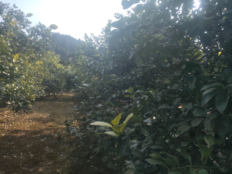 新鲜柠檬现摘现发，皮薄多汁、酸度纯正。泡水、调味、做饮品