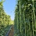 豆角