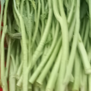 芥菜苔