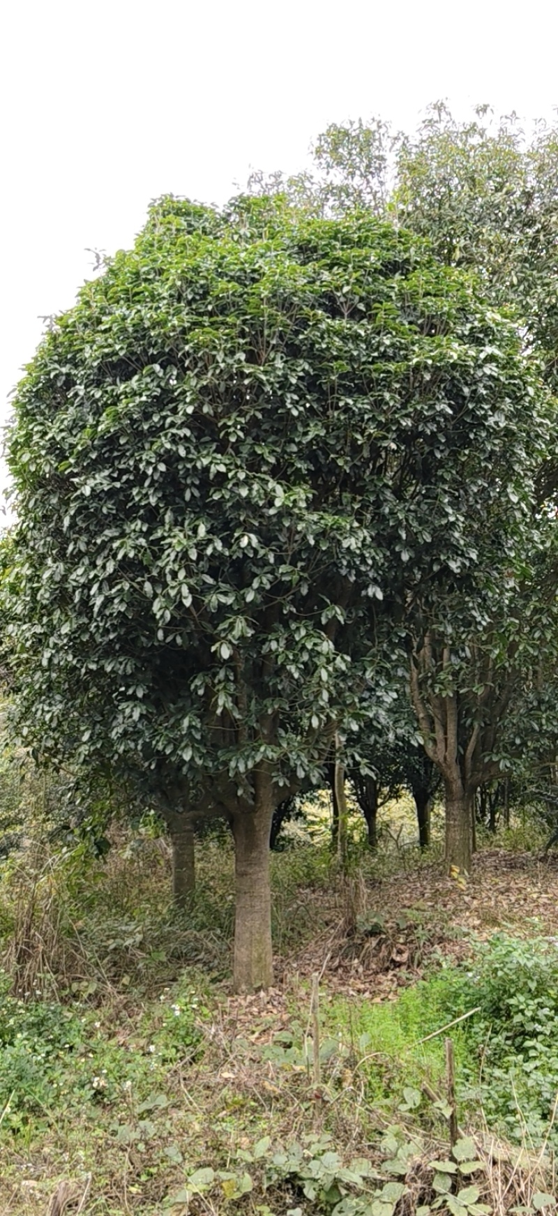 八月桂花树，米径18至20公分，全冠桂花树