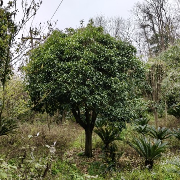 八月桂花树，米径18至20公分，全冠桂花树