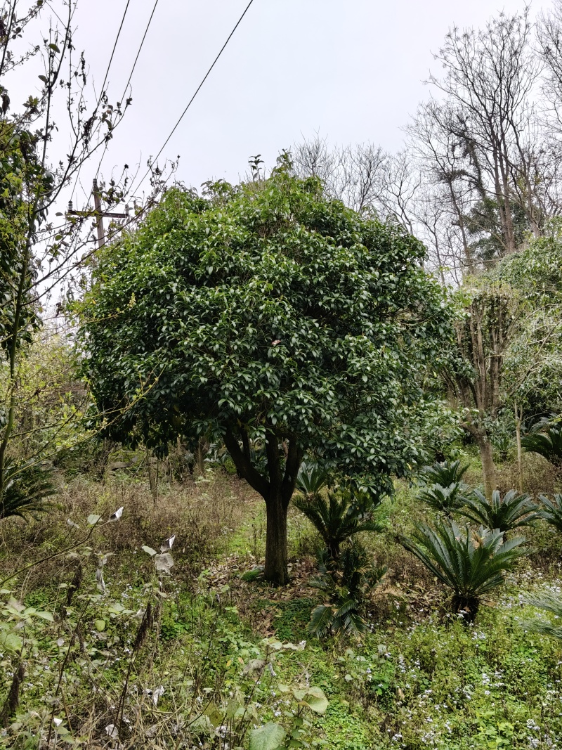 八月桂花树，米径18至20公分，全冠桂花树