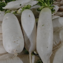 白萝卜