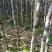 广东省黑皮甘蔗