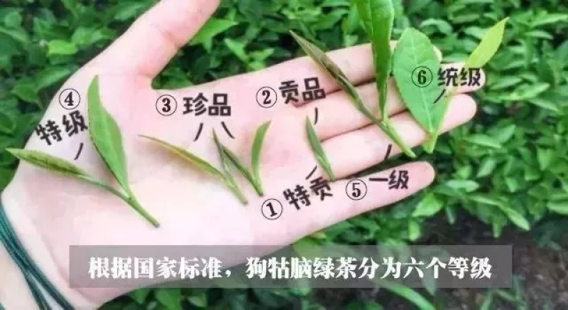 江西狗牯脑茶叶