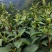 江西狗牯脑茶叶