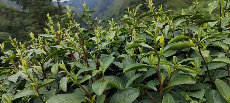 江西狗牯脑茶叶