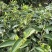 江西狗牯脑茶叶