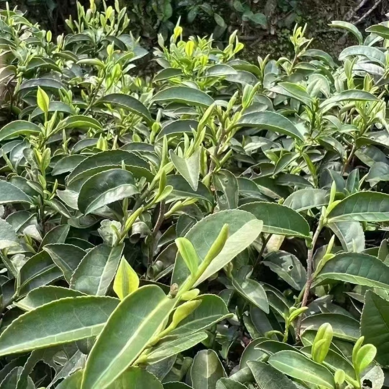 江西狗牯脑茶叶