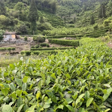 江西狗牯脑茶叶