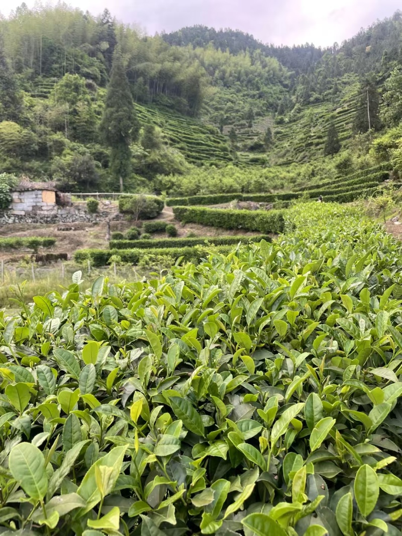 江西狗牯脑茶叶