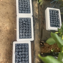 龙王庙蓝莓基地香甜可口