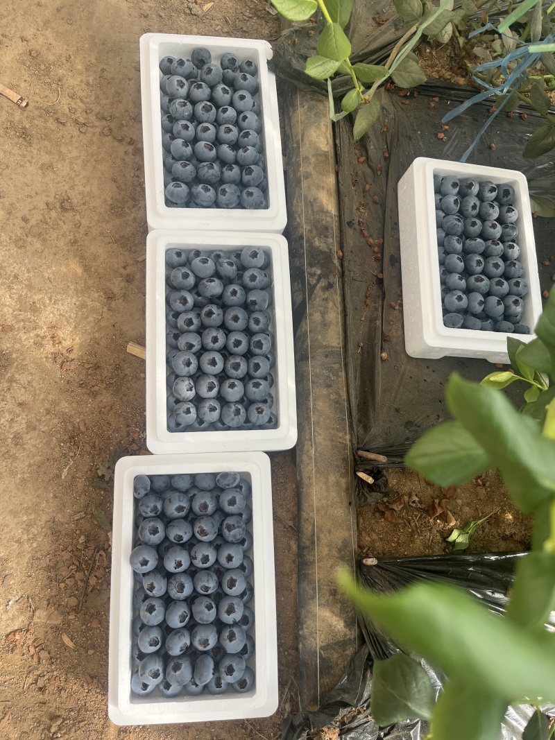 龙王庙蓝莓基地香甜可口