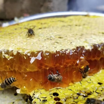 秦岭深山土蜂蜜，***无污染