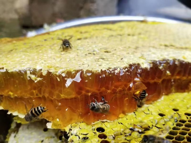 秦岭深山土蜂蜜，***无污染