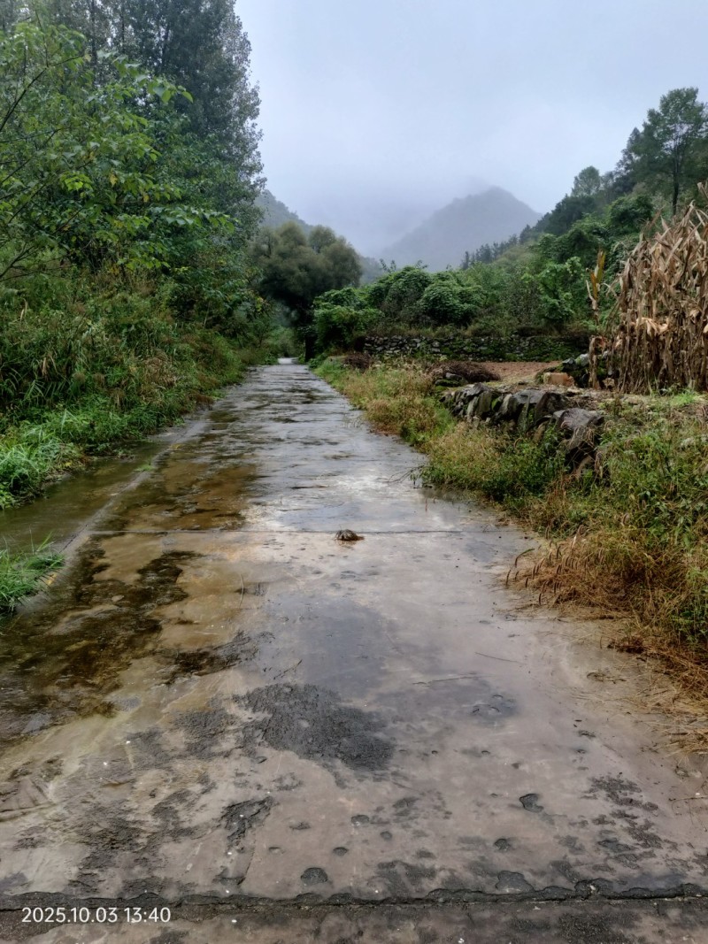 秦岭深山土蜂蜜，***无污染