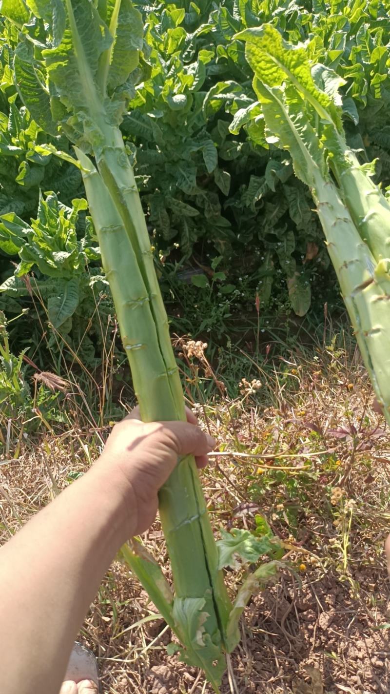 卖精品三青皮莴笋，便宜出售了