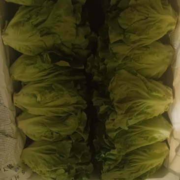 特菜
